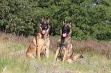 MALINOIS 058